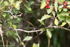 Crataegus