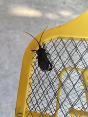 Acanthocephala terminalis