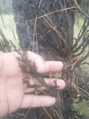 Arceuthobium vaginatum