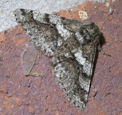 Lycia ypsilon