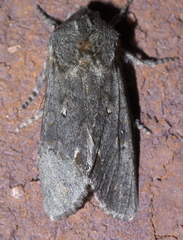 Psaphida electilis