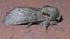 Psaphida electilis