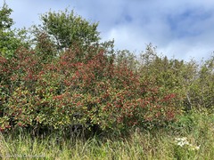 Crataegus