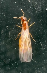 Solenopsis molesta