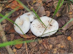 Lactifluus piperatus