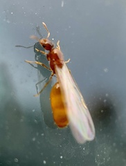 Solenopsis molesta