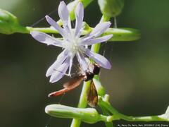 Ocyptamus fuscipennis