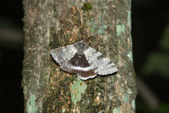 Catocala relicta