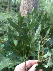 Quercus alba