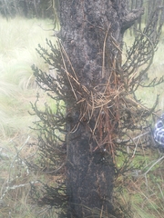 Arceuthobium vaginatum