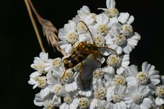 Xestoleptura