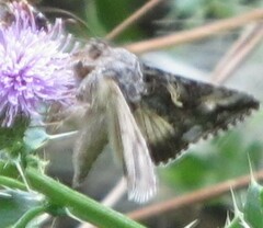 Autographa