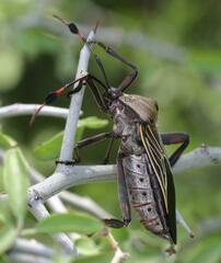 Pachylis neocalifornicus