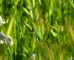 Tettigonia viridissima