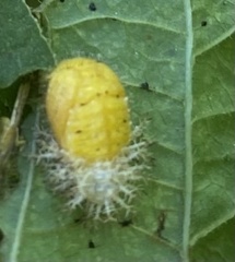 Epilachna varivestis