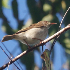 Ramsayornis modestus