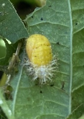 Epilachna varivestis