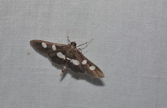 Desmia funeralis