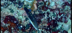 Thalassoma jansenii