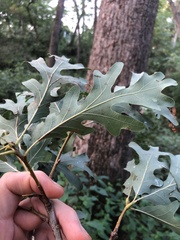 Quercus alba