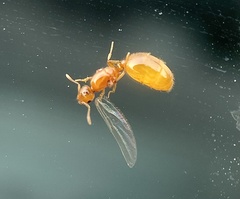 Solenopsis molesta