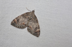 Dysstroma citrata