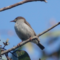 Ramsayornis modestus