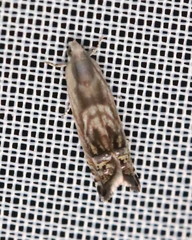 Grapholita eclipsana