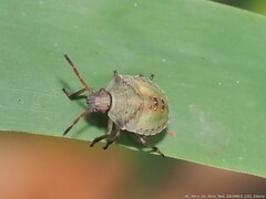 Dendrocoris humeralis