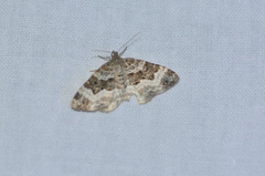 Epirrhoe alternata