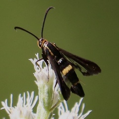 Carmenta pyralidiformis