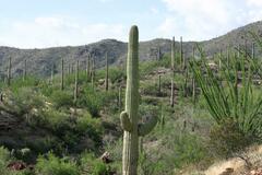 Carnegiea gigantea