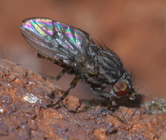 Schizophora