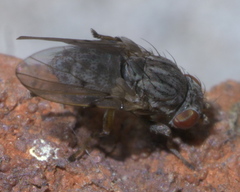 Schizophora