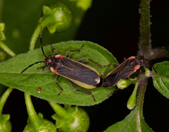 Acroleucus coxalis
