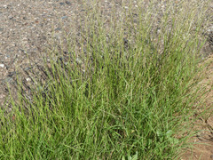 Bouteloua aristidoides