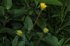 Macrosiphini