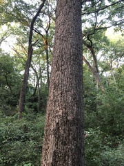 Quercus alba