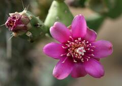 Cylindropuntia fulgida