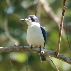 Todiramphus macleayii