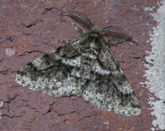 Lycia ypsilon