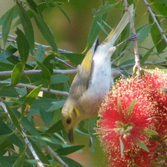 Ptilotula flavescens