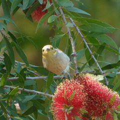 Ptilotula flavescens