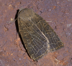 Sericaglaea signata