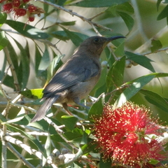 Myzomela obscura