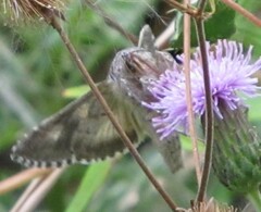 Autographa