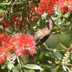 Myzomela obscura