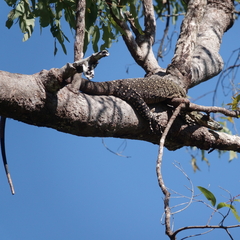 Varanus varius