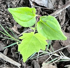 Mikania cordifolia