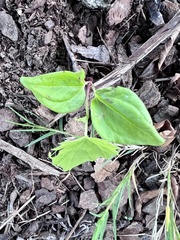 Mikania cordifolia